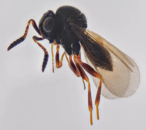 Trissolcus cultratus