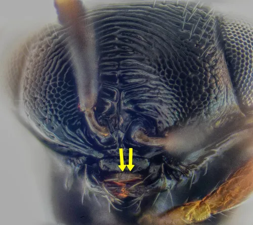 Trissolcus cultratus - photo 2