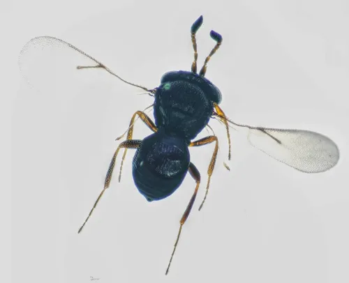 Trissolcus cultratus - photo 3