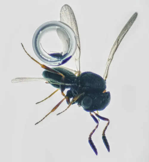 Trissolcus cultratus - photo 4
