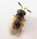 Trissolcus edessae - photo 3