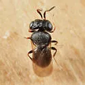 Trissolcus euschisti