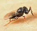 Trissolcus euschisti - photo 2