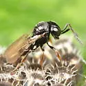 Trissolcus euschisti - photo 3