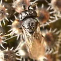 Trissolcus euschisti - photo 4