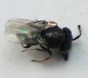Trissolcus euschisti - photo 5