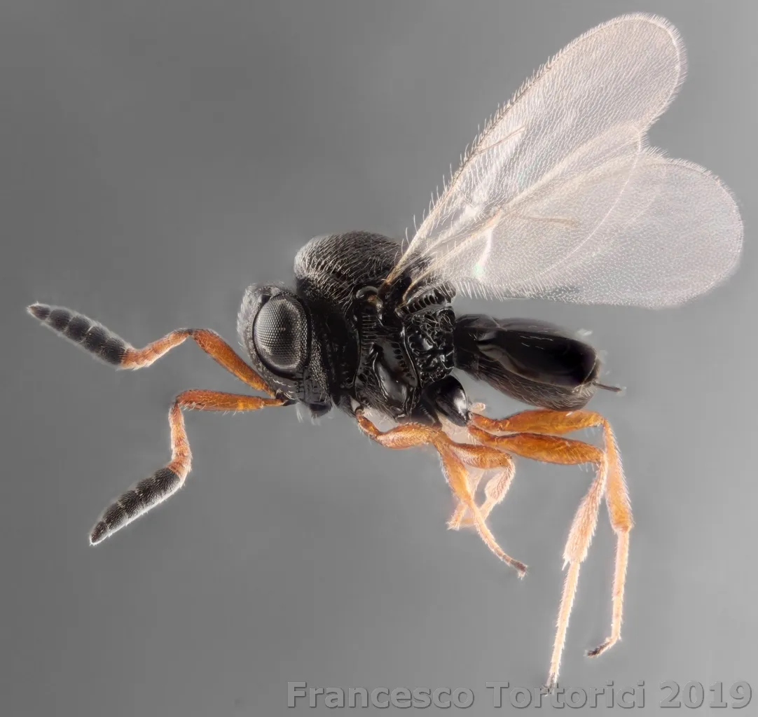 Samurai Wasp - photo 3
