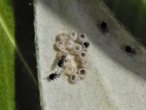 Trissolcus oenone
