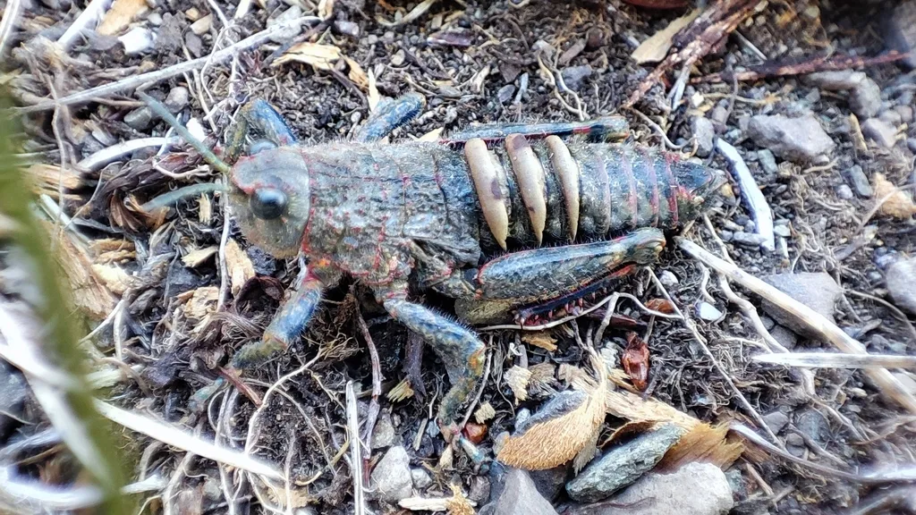 Tristiridae - photo 2