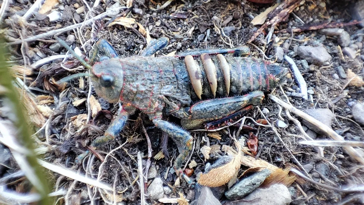 Tristiridae - photo 3