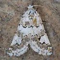 Tristyla alboplagiata - Hodges#10053