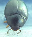 Tritoma angulata