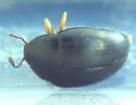Tritoma angulata - photo 2