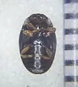 Tritoma angulata - photo 5