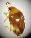 Tritoma atriventris - photo 5