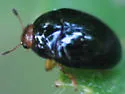 Tritoma erythrocephala