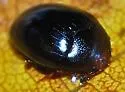 Tritoma erythrocephala - photo 2