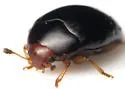 Tritoma erythrocephala - photo 4