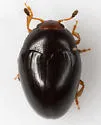 Tritoma erythrocephala - photo 5