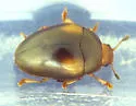 Tritoma humeralis - photo 2
