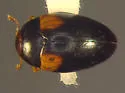 Tritoma humeralis - photo 3
