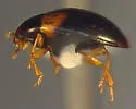 Tritoma humeralis - photo 4