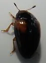 Tritoma humeralis - photo 5
