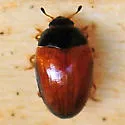 Tritoma mimetica