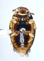 Tritoma mimetica - photo 3