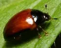Tritoma mimetica - photo 4