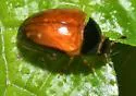 Tritoma mimetica - photo 5