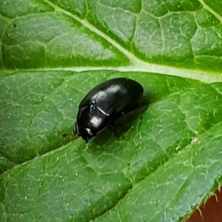 Darkling Tritoma - photo 2