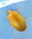 Tritoma unicolor