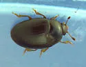 Tritoma unicolor - photo 2