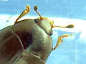 Tritoma unicolor - photo 3