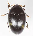 Tritoma unicolor - photo 4
