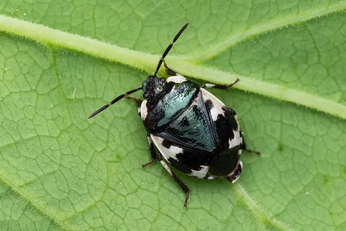 Tritomegas rotundipennis