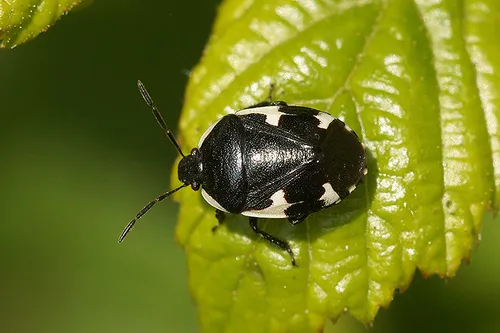 Rambur's pied shieldbug