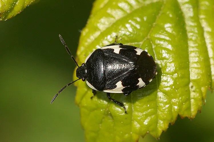 Rambur's pied shieldbug - photo 2