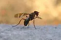 Tritoxa cuneata - photo 2