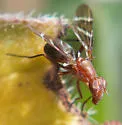 Tritoxa cuneata - photo 5