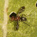 Tritoxa decipiens