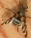 Tritoxa pollinosa