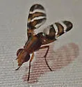 Tritoxa ra