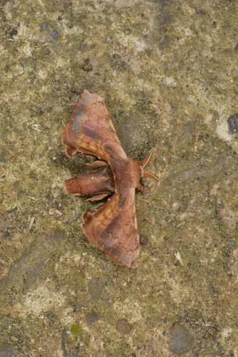 Triuncina brunnea