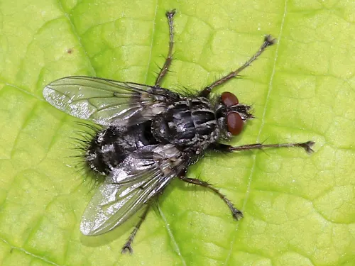 Trixa conspersa