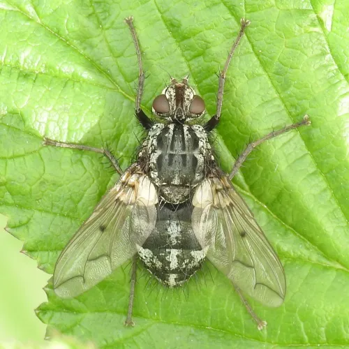 Trixa conspersa - photo 2
