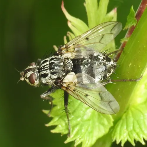 Trixa conspersa - photo 3