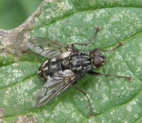 Trixa conspersa - photo 6