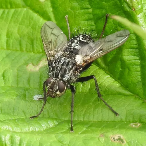 Trixa conspersa - photo 8